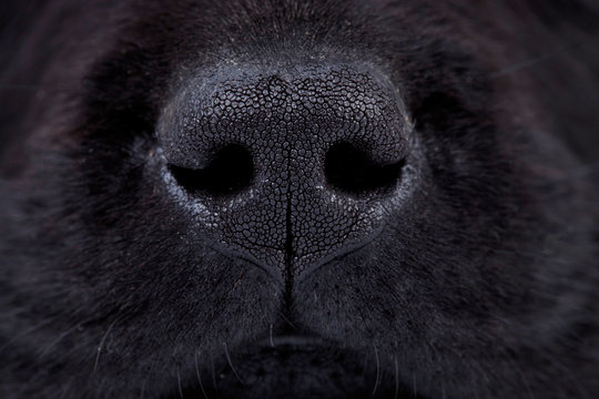 wet black labrador puppy's nose