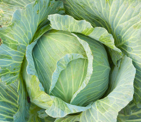 Fototapeta premium cabbage