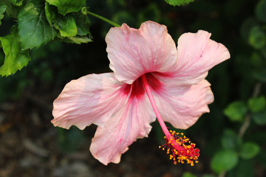 hibiscus