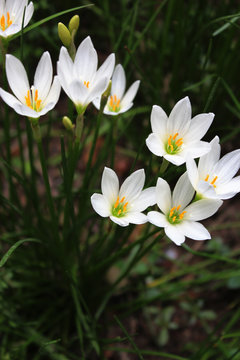 zephyranthes candida