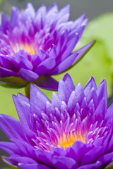 2 Purple Lotus