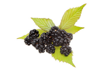 Blackberries