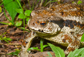 Toad (Bufo gargarizans) 36