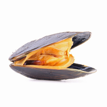 moule sur fond blanc