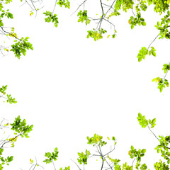 Obraz na płótnie Canvas fresh Green leaves on white background