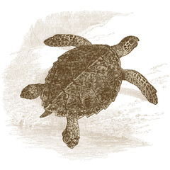 Obraz premium Tortue