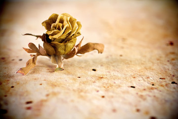 Dried rose.