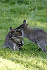 Bennett-Känguru-Familie