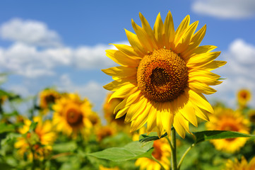 sunflower field