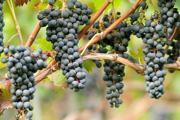 Weinreben 11.135