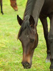 Portrait of pretty young trotter