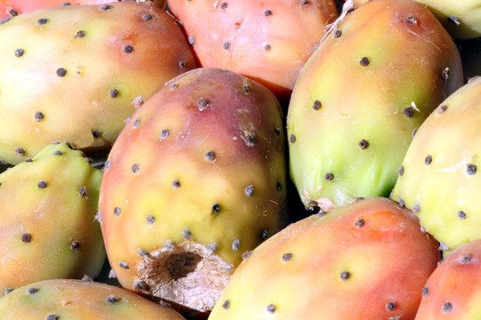 Figues de barbarie