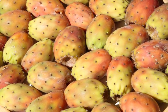 Fond de figues de barbarie