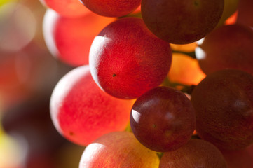 Weinreben 11.100 © ThKatz