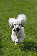 Weisser Pudel bei einem Hunderennen