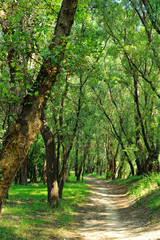 forest road in the summer