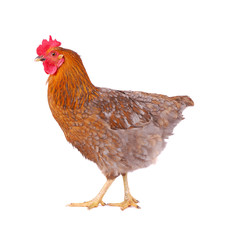 Chicken isolated on white.