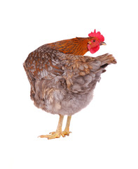 One live hen isolated on white