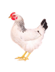 Chicken isolated on white.