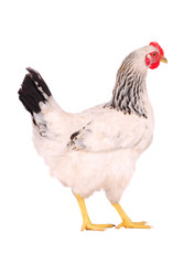 Hen isolated on white.