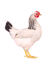 Hen isolated on white.