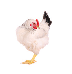 White hen on white.