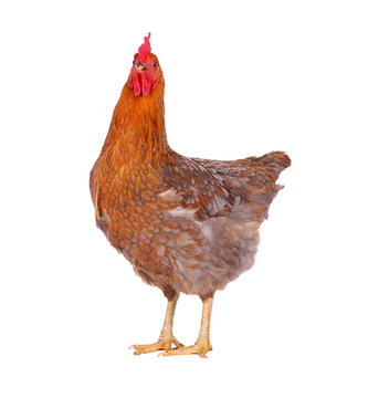 One live hen isolated on white background