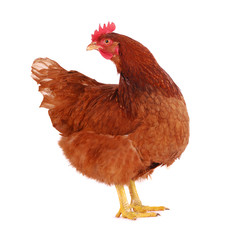 Hen isolated on white.