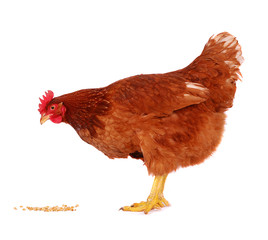 Hen isolated on white.