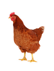 Hen isolated on white.