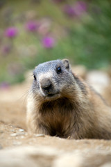 Cucciolo di Marmotta