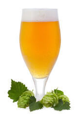 glass with beer and hop