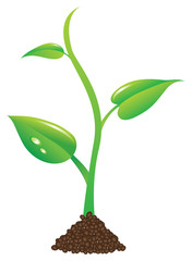 young  green plant sprout illustration