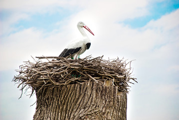 Fototapeta premium stork nest