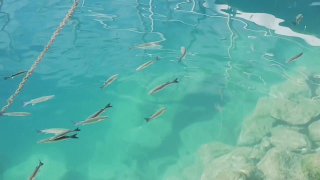 Gran Canaria - Puerto de Mogan - Clear Water in Harbour