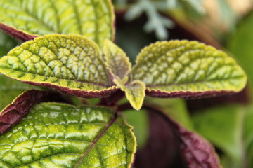 leaves of flower