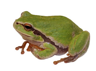 European tree frog isolated on white background, Hyla arborea