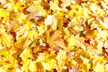 autumnal leaves