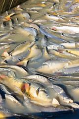 Fototapeta premium harvesting pond