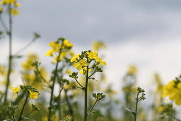 Canola field