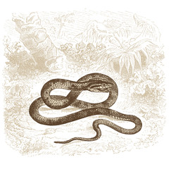 Fototapeta premium Vipère