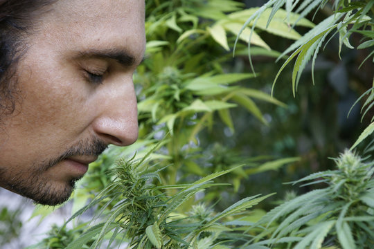 Drogenfahnder Marihuana