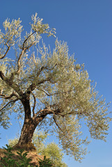 Albero di olivo