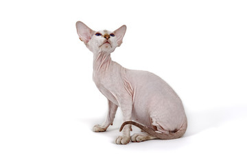 Peterbald Kitten 18351