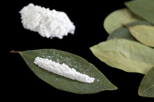 Cocaine powder (substituted by flour) on a dried coca leaf