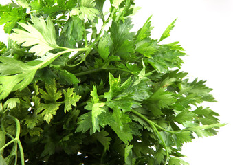 Green leaves of parsley