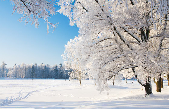 Fototapeta Winter park in snow