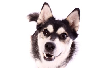 glücklicher Junghund Husky Portrait