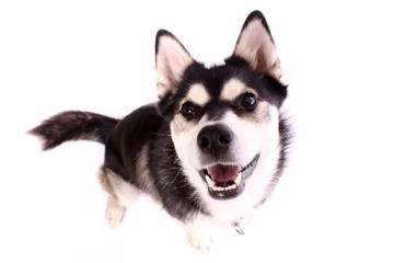 Junghund Husky mit strahlendem Lächeln