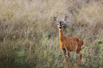 Naklejka na ściany i meble Female roe-deer in late summer color
